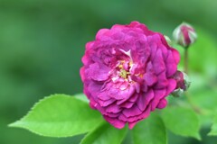薔薇-3