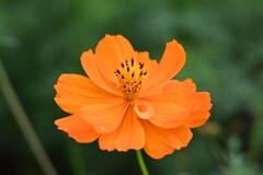 キバナコスモス