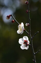 白梅-4