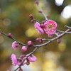 紅梅-４