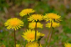 散歩の途中で。④