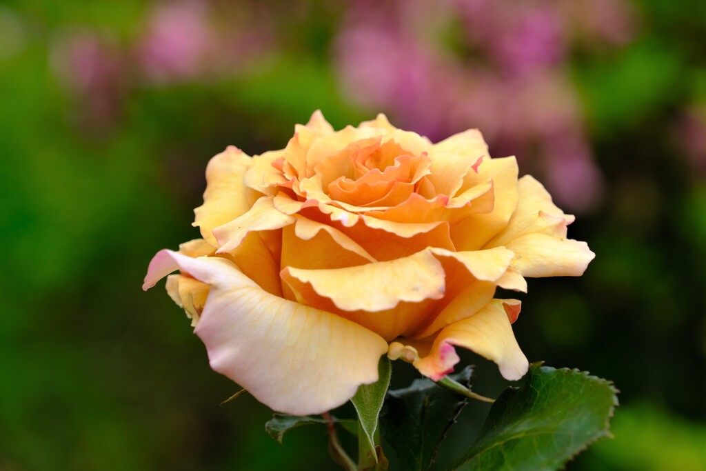 散歩の途中で。③