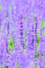 散歩の途中で。２