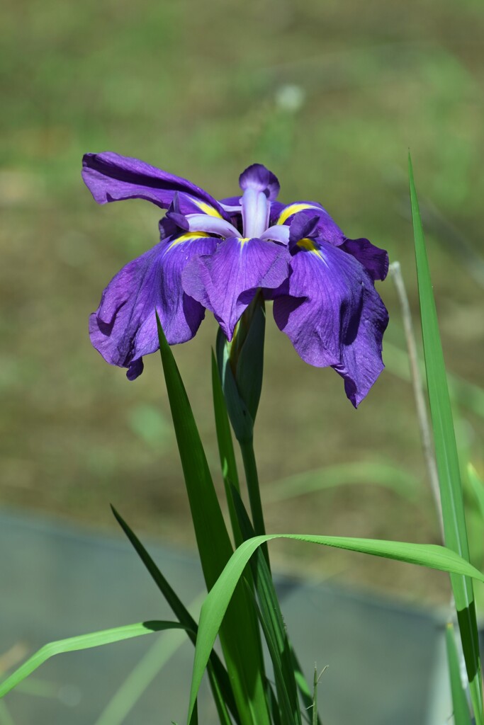 花菖蒲