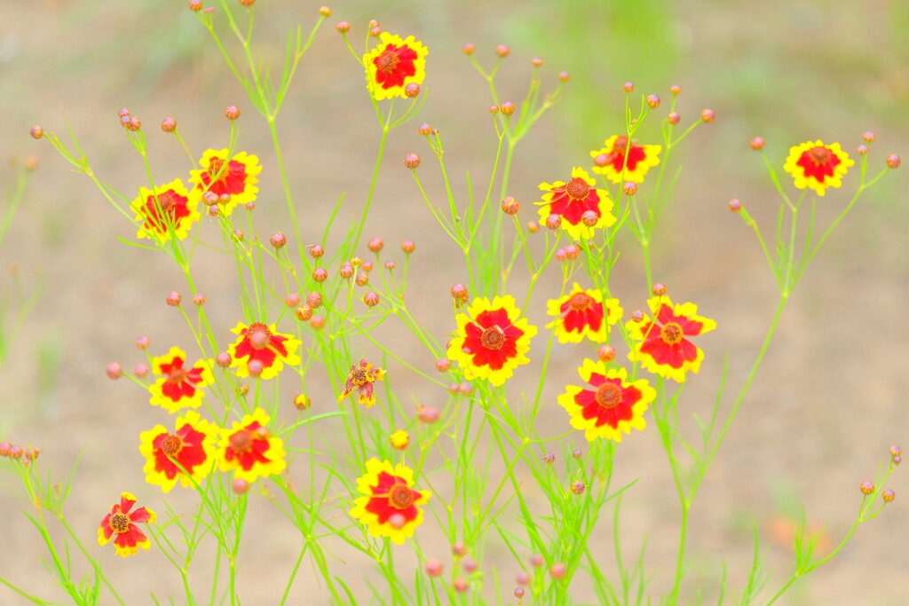 散歩の途中で。