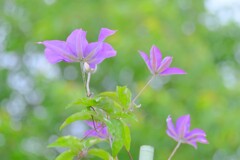 散歩の途中で。