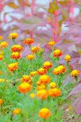 散歩の途中で。