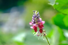 散歩の途中で。６