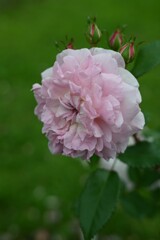 薔薇