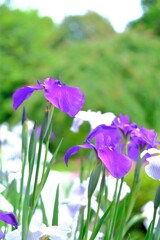 散歩の途中で。（９）