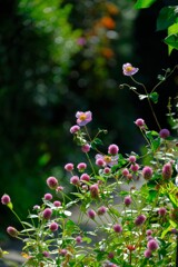 散歩の途中で。６