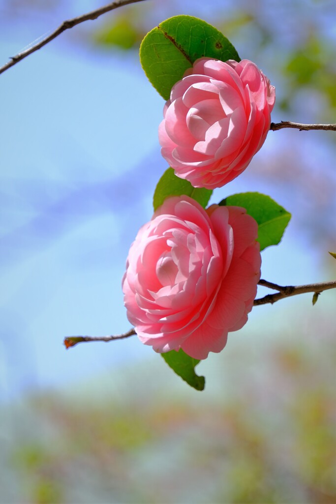 散歩の途中で。1