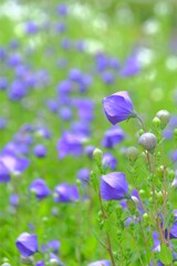 散歩の途中で。Ⅵ