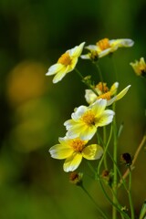 散歩の途中で。Ⅴ