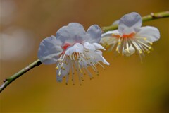 散歩の途中で。6