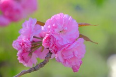 散歩の途中で。11