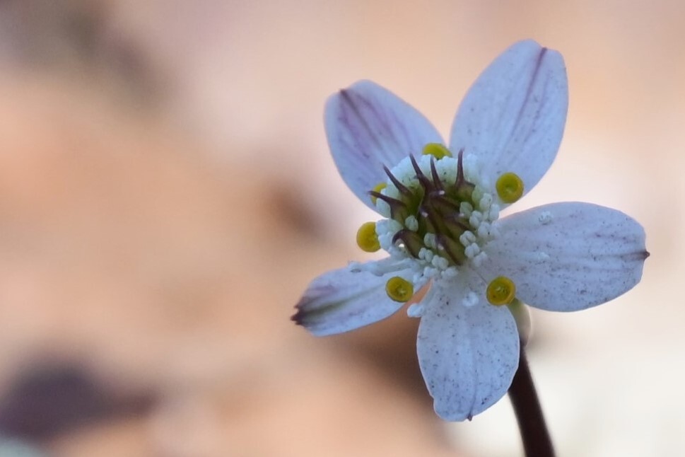 バイカオウレン