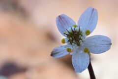 バイカオウレン