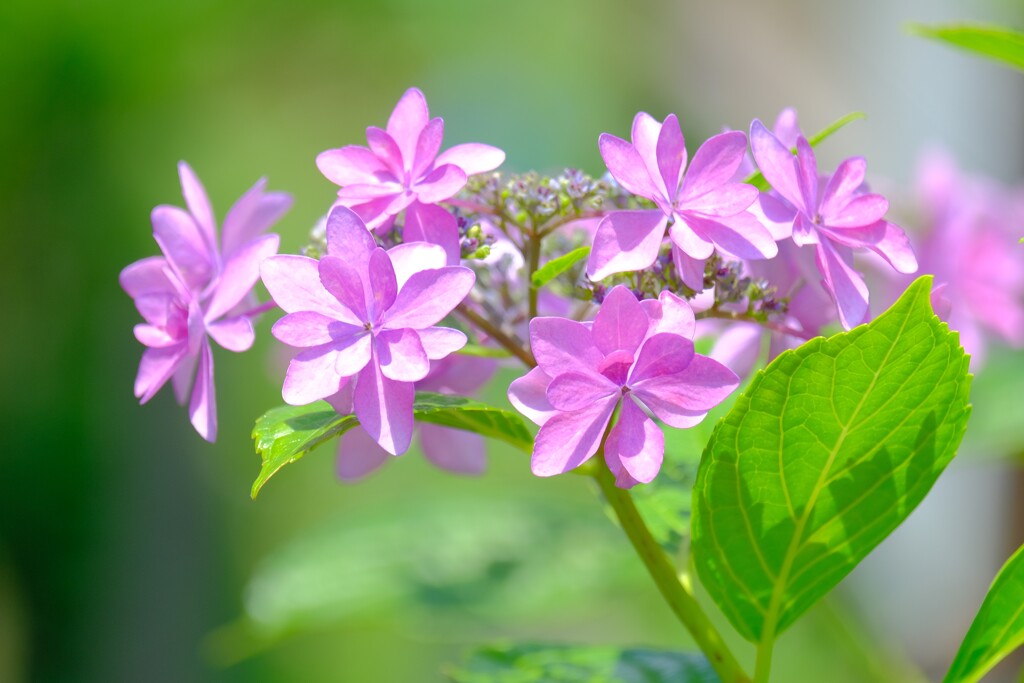 あじさい（５）