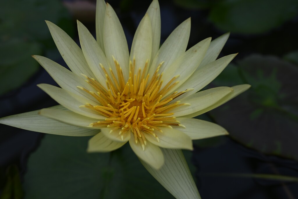 ネッタイスイレン（２）