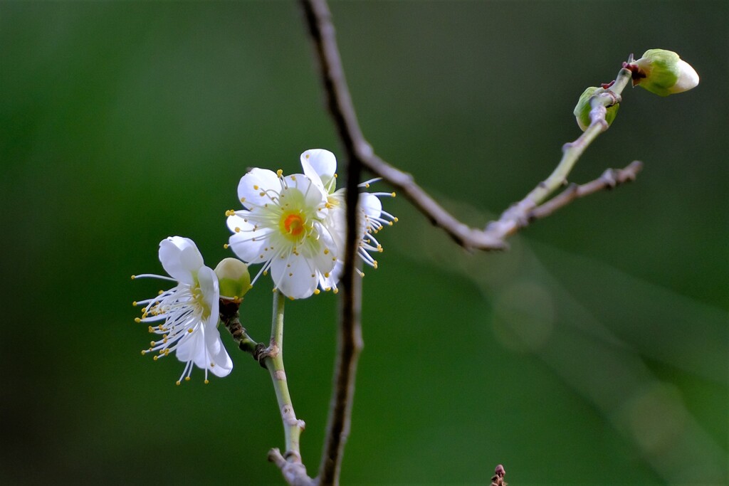 散歩の途中で。③