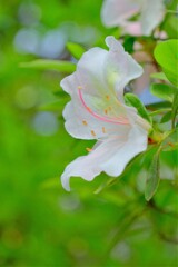 散歩の途中で。④