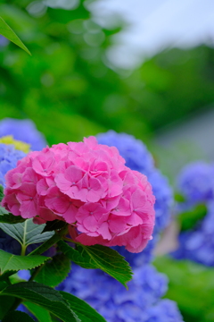 散歩の途中で。④