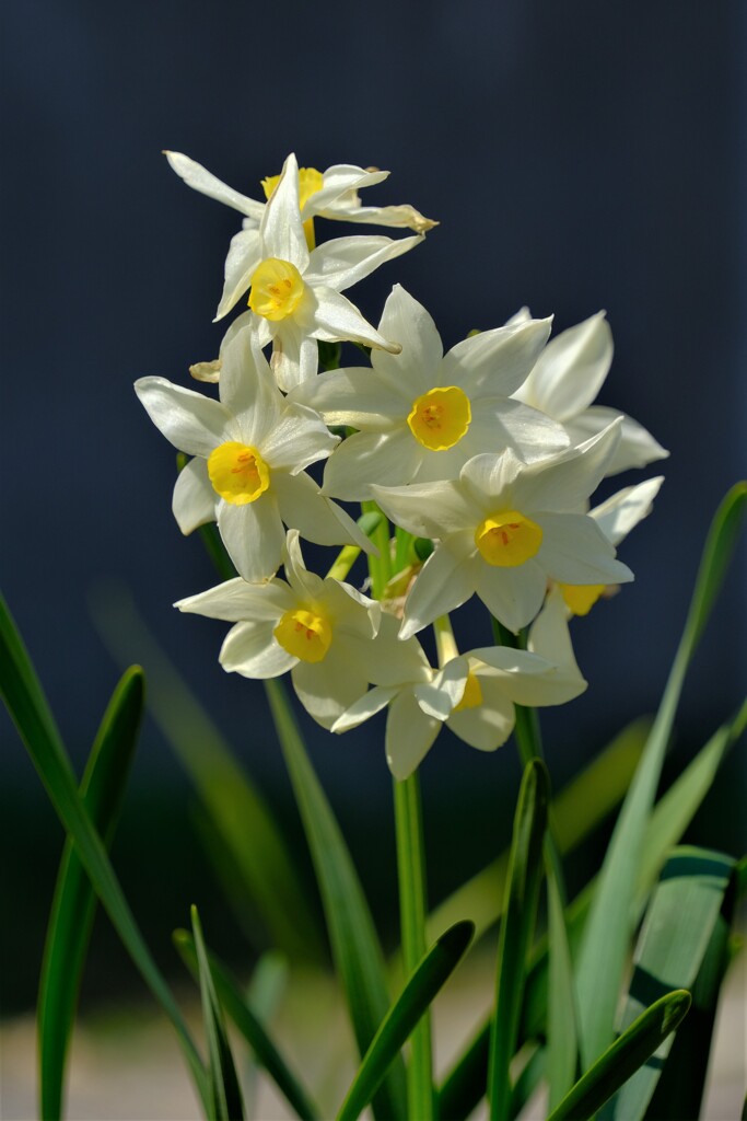 散歩の途中で。4