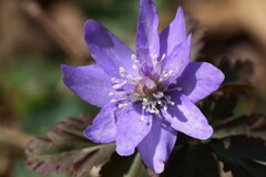 キクザキイチゲ