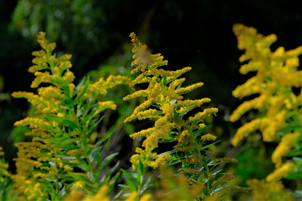 散歩の途中で。⑤