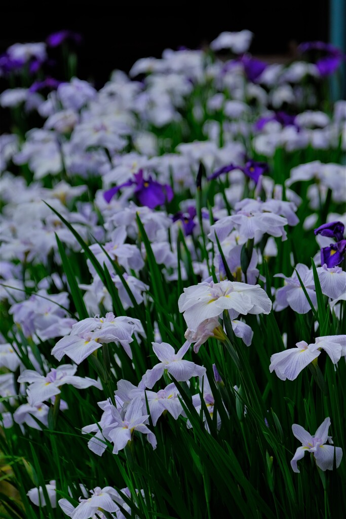 散歩の途中で。（２）