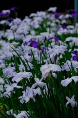 散歩の途中で。（２）