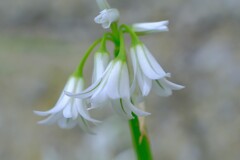 散歩の途中で。Ⅰ