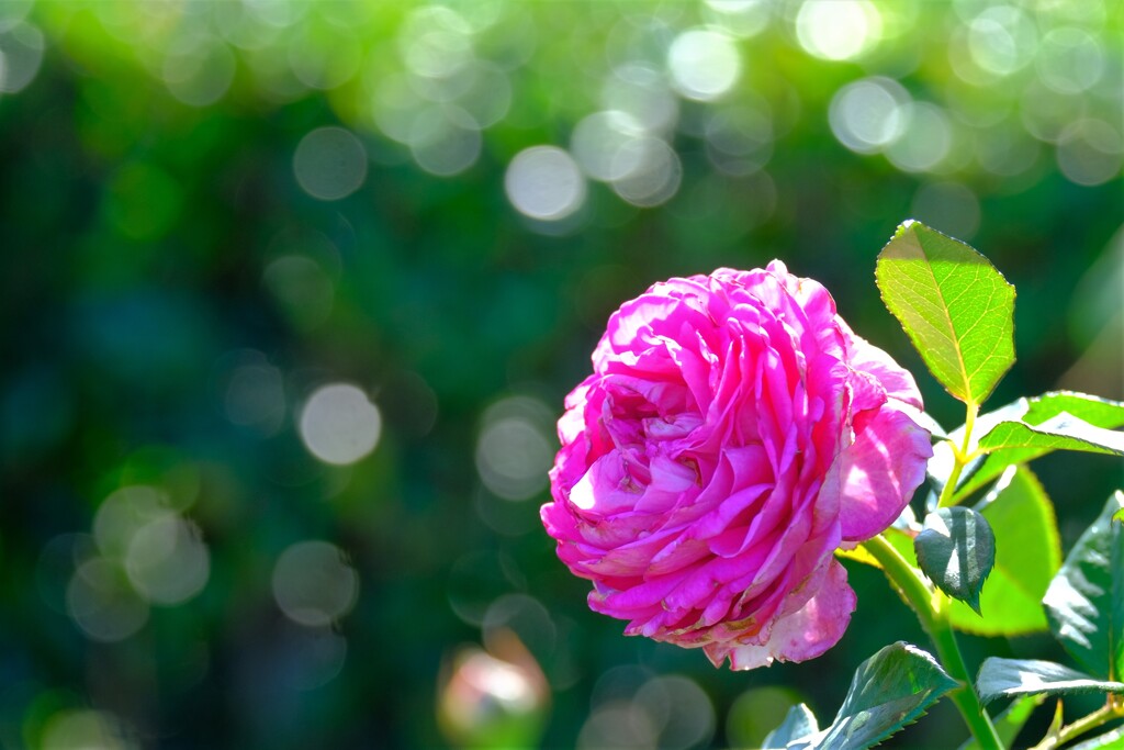 散歩の途中で。1