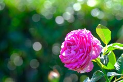 散歩の途中で。1