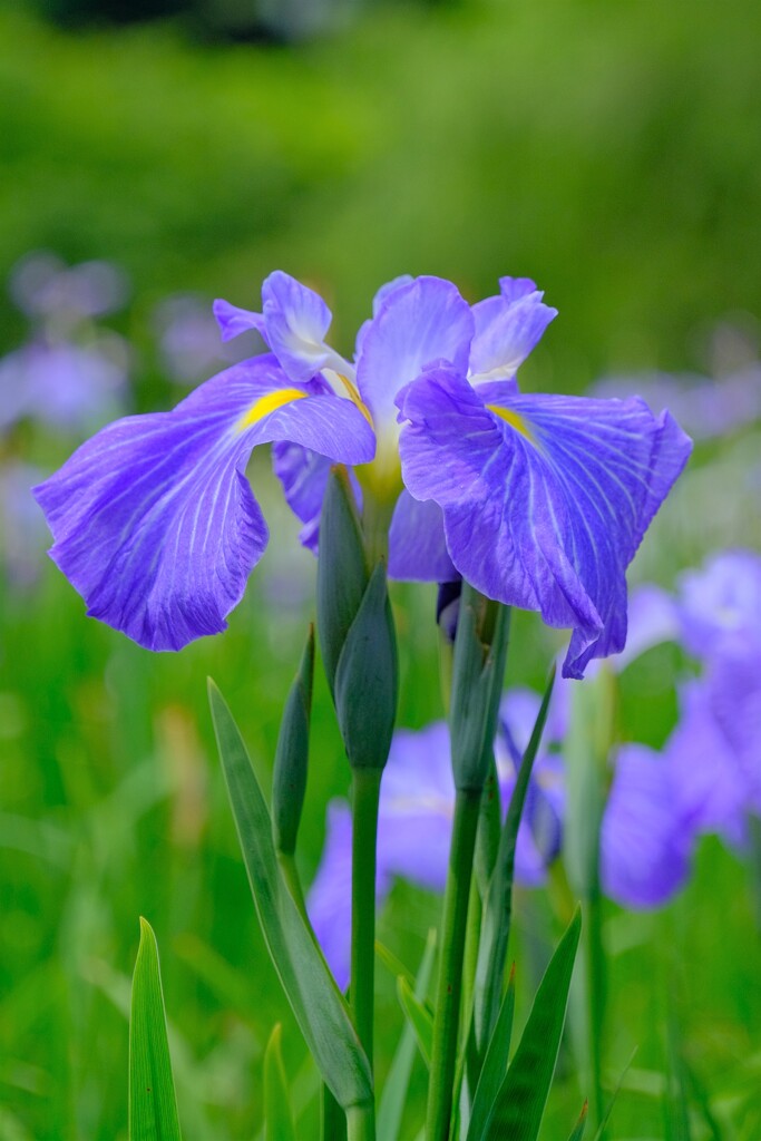 散歩の途中で。Ⅸ