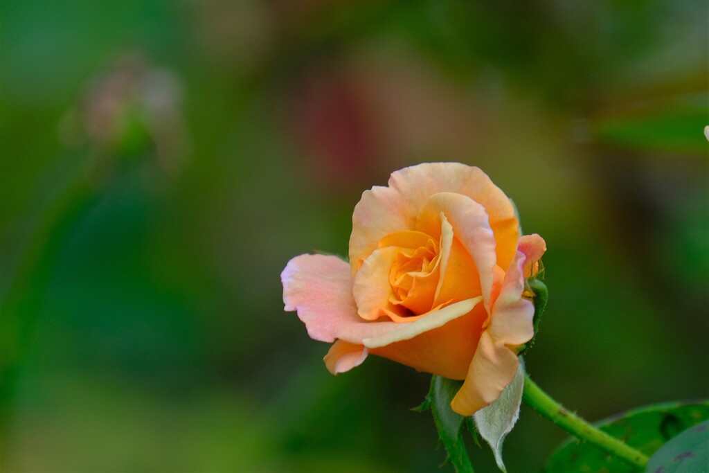 散歩の途中で。３