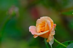 散歩の途中で。３