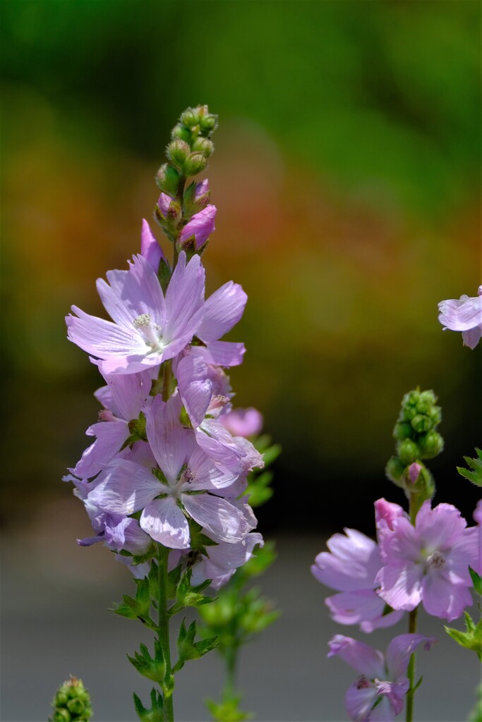 散歩の途中で。（３）