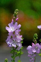 散歩の途中で。（３）