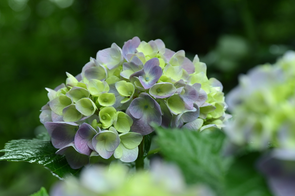 紫陽花