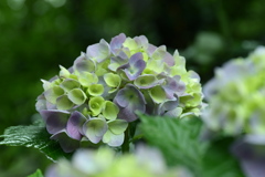 紫陽花