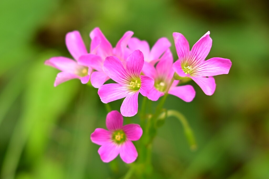 ムラサキカタバミ