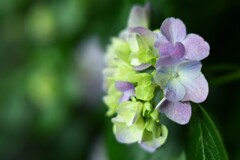 紫陽花-4