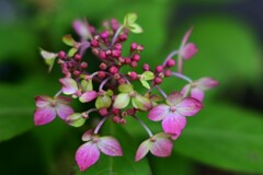 ヤマアジサイ（２）