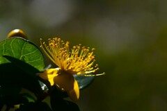 セイヨウオトギリ