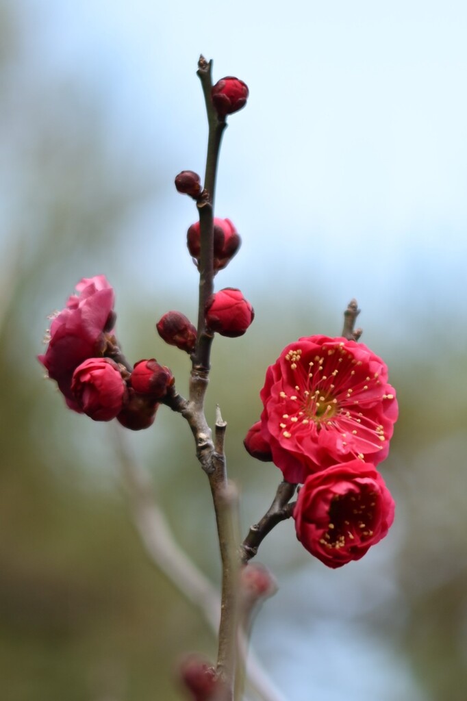 紅梅-4