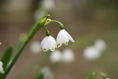 スノーフレーク-２