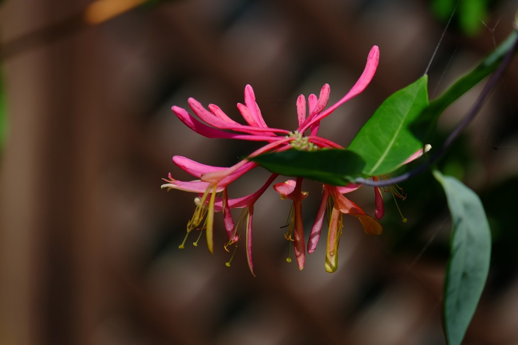 DSCF8041