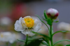 散歩の途中で。Ⅶ